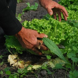 Sustainable farming (bio-garden)-Cusco